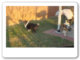 My Doggies