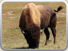 Bison - Orginal Before