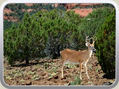 Deer - After Background Replaced and resized