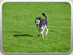 Dog - After Background Replace and resized.