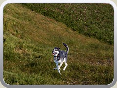 Dog 3a