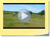 Horse Farm.avi