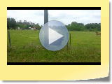 Cows_Donkeys