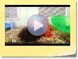 Hamster