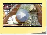 GuineaPigs.avi