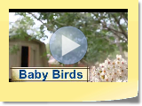 BadyBirds.avi