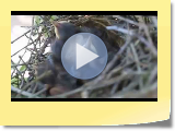 Dogs_BabyBirdds.avi