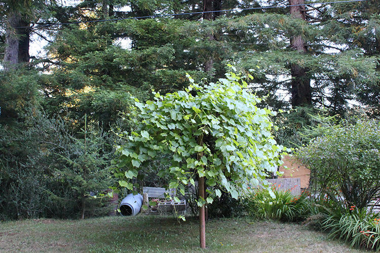 Grapes