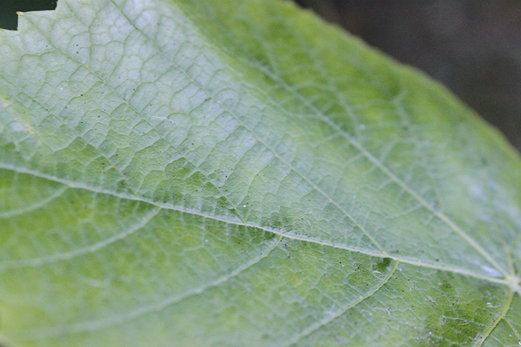 Leaf