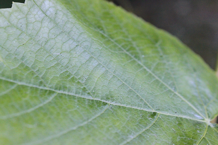 Leaf