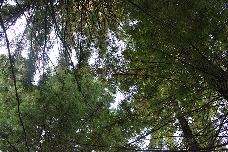 Redwood Trees