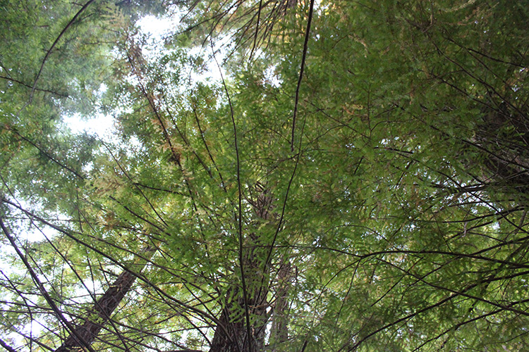 Redwood Trees
