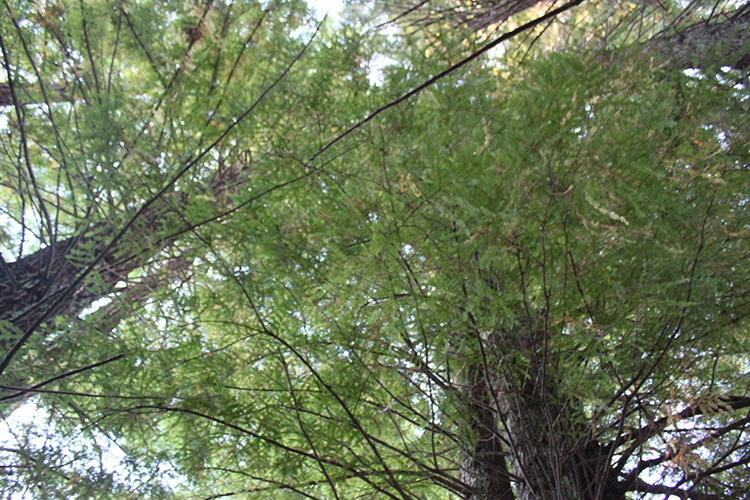 Redwood Trees