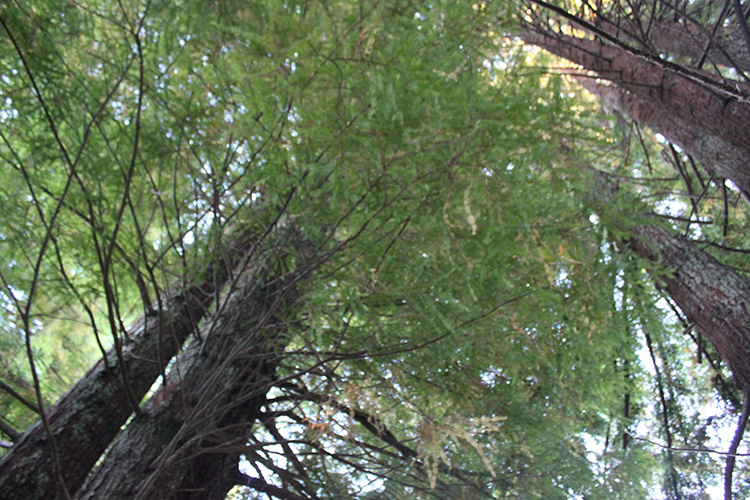 Redwood Trees
