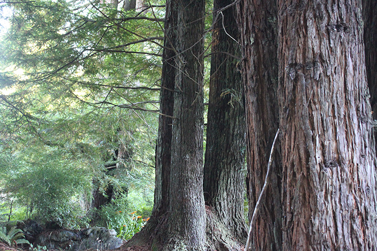 Redwood Trees