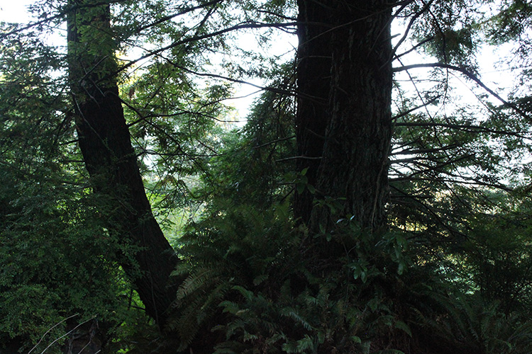 Redwood Trees