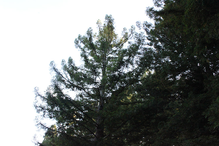 Redwood Trees