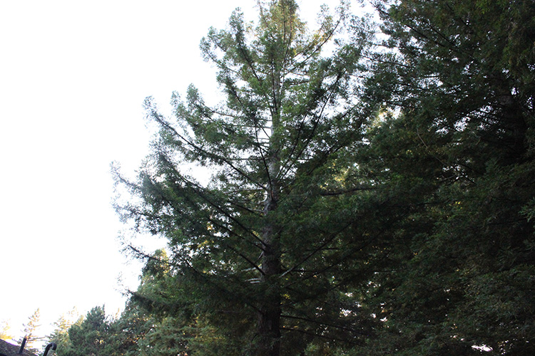 Redwood Trees