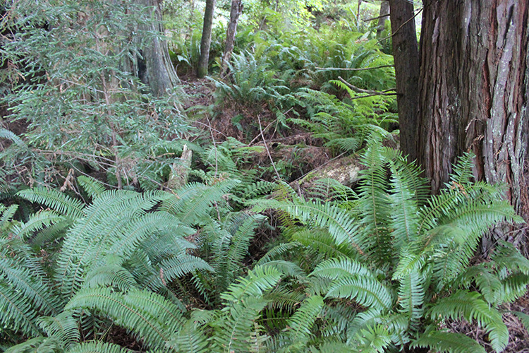 Redwood Trees