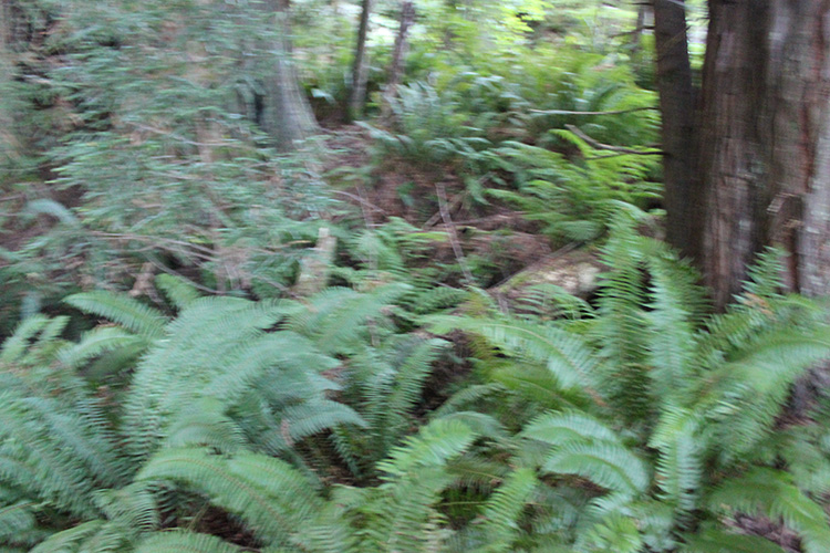 Redwood Trees