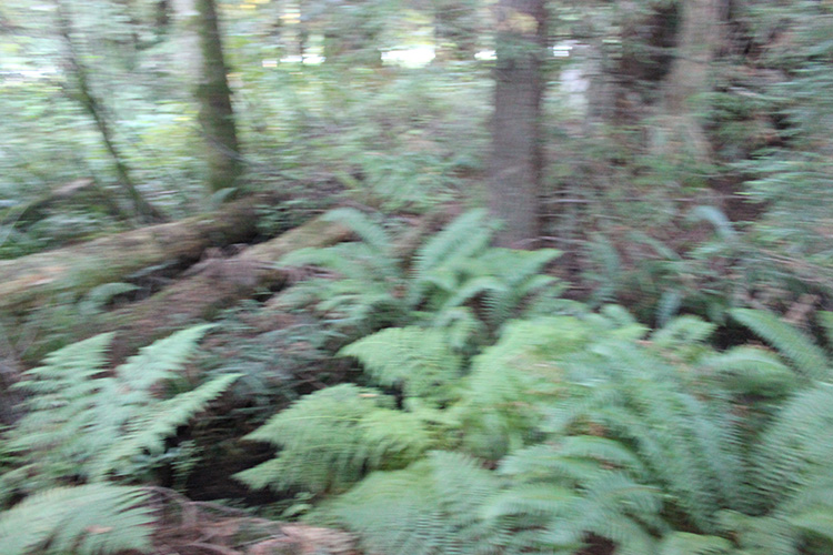 Redwood Trees