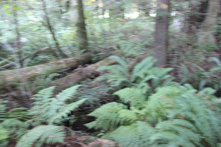 Redwood Trees