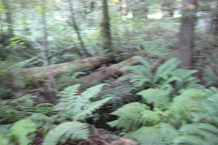 Redwood Trees