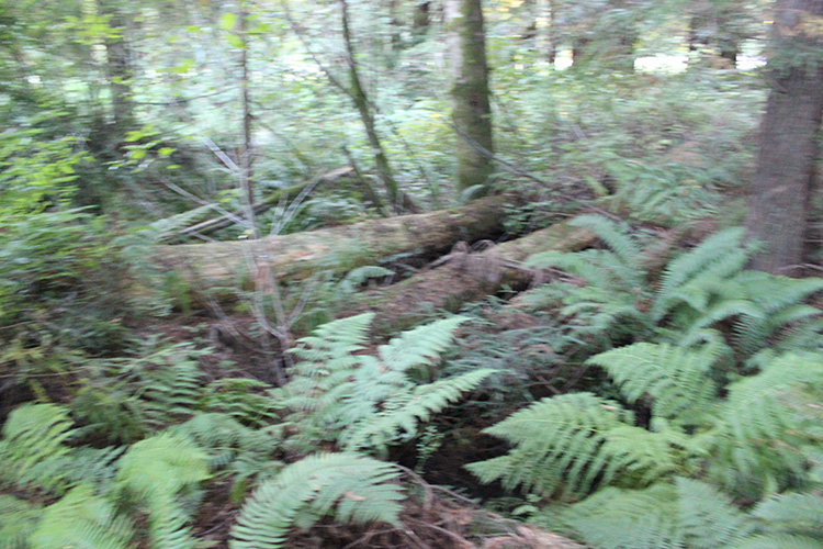 Redwood Trees
