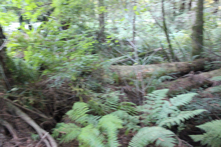 Redwood Trees