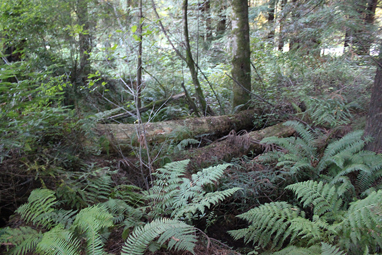 Redwood Trees