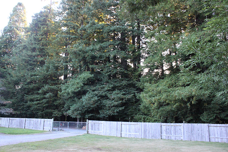 Redwood Trees