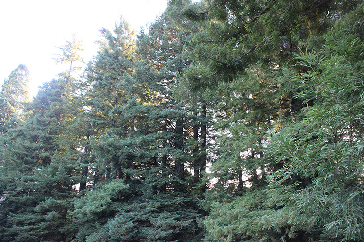 Redwood Trees