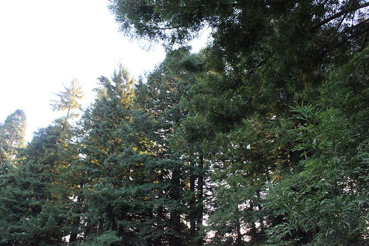 Redwood Trees